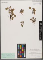 Foto von Salix reticulata L.